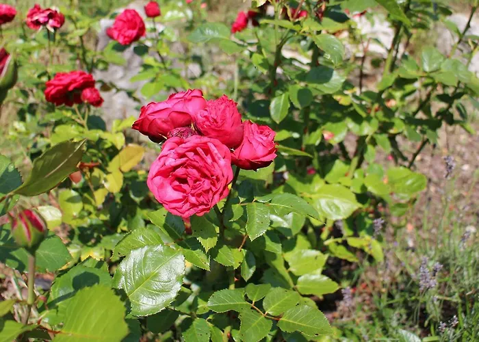 Naturnah Апартаменты